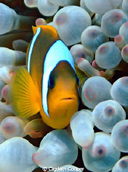 Anemone by Cigdem Cooper 